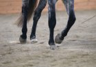 Cara dapatkan smooth transition from trot to walk