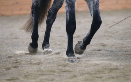 Cara dapatkan smooth transition from trot to walk