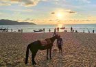 Larangan Berkuda Di Pesisir Pantai Batu Feringhi
